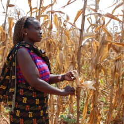 A farmer in Morogoro, Tanzania, shows the effects of drought on her maize crop. She is enrolled in a farmer field school to learn about improved, drought tolerant maize varieties, organized by Tanzanian seed company Tanseed International Limited, with support from CIMMYT's Drought Tolerant Maize for Africa (DTMA) project.