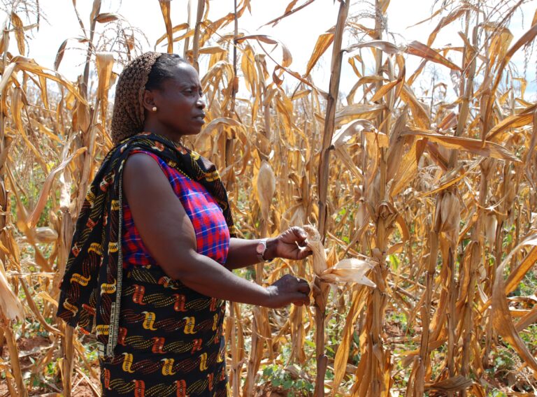 A farmer in Morogoro, Tanzania, shows the effects of drought on her maize crop. She is enrolled in a farmer field school to learn about improved, drought tolerant maize varieties, organized by Tanzanian seed company Tanseed International Limited, with support from CIMMYT's Drought Tolerant Maize for Africa (DTMA) project.