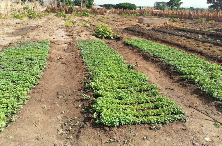 School garden in Togo