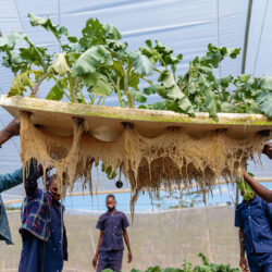 Students harvesting hydroponic grown vegetables