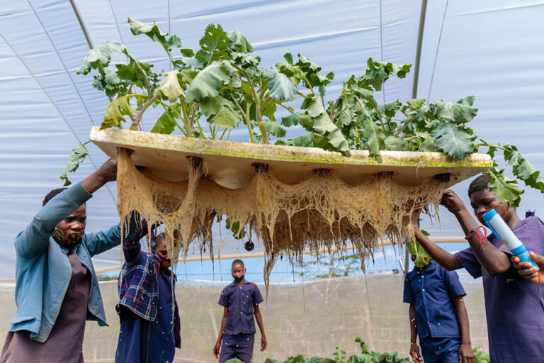 Students harvesting hydroponic grown vegetables