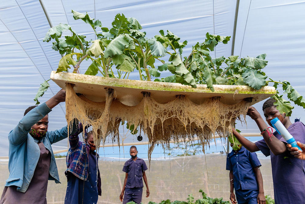 Students harvesting hydroponic grown vegetables
