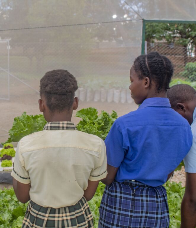 Students harvesting hydroponic grown vegetables